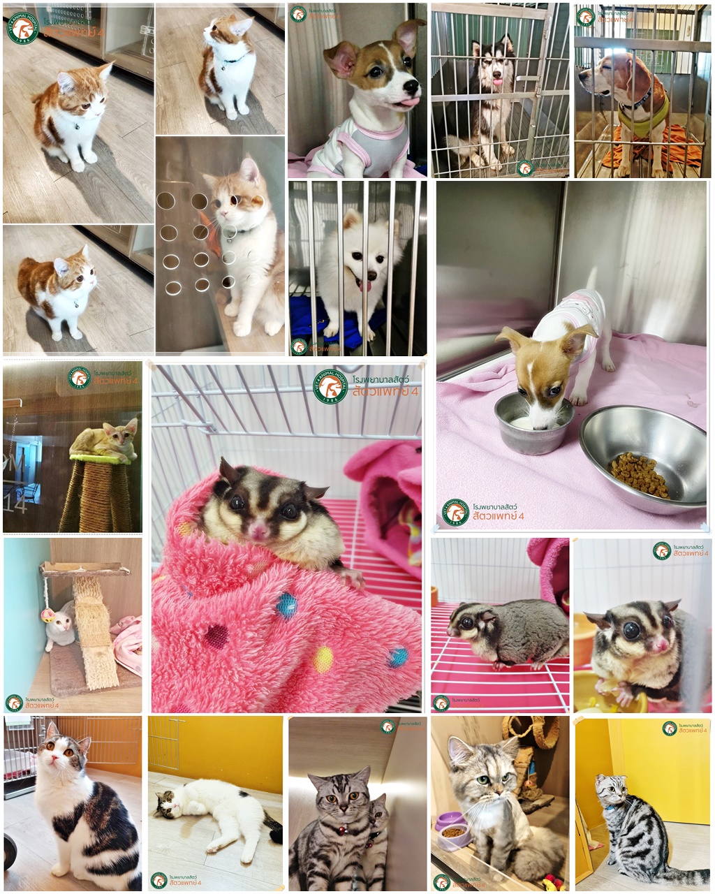 ทีมงานและน้องๆ ที่ VET4 Hotel